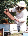 Harvesting Cretan Honey